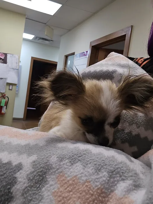 De Anza Animal Clinic Picture 8