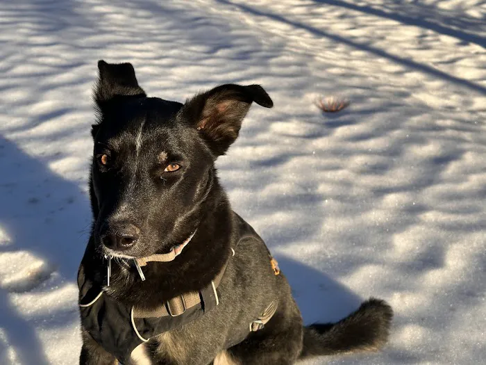 Acequia Animal Hospital Picture 3