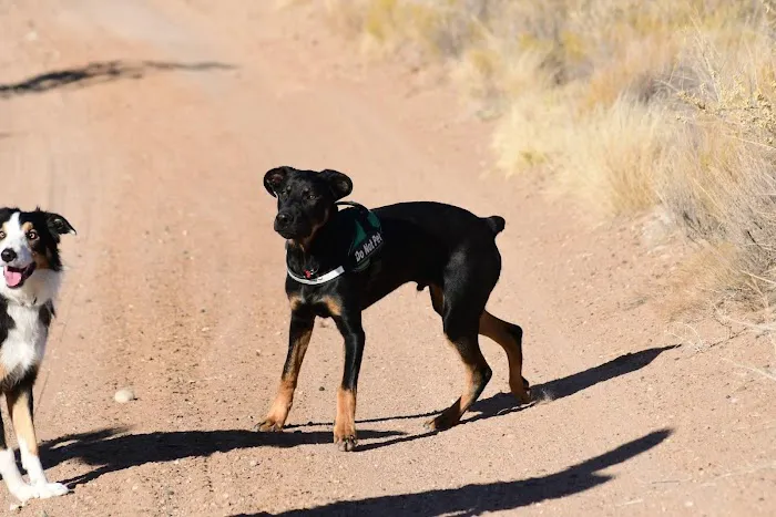 Acequia Animal Hospital Picture 5