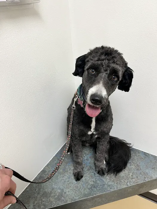 Acequia Animal Hospital Picture 9