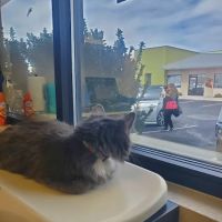 Mission Veterinary Clinic ico
