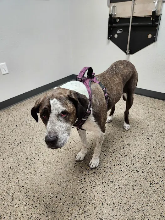 Mission Veterinary Clinic Picture 7