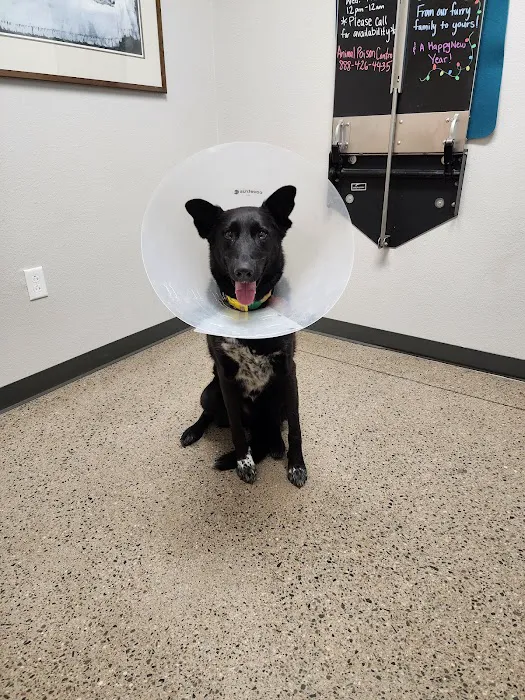 Mission Veterinary Clinic Picture 9