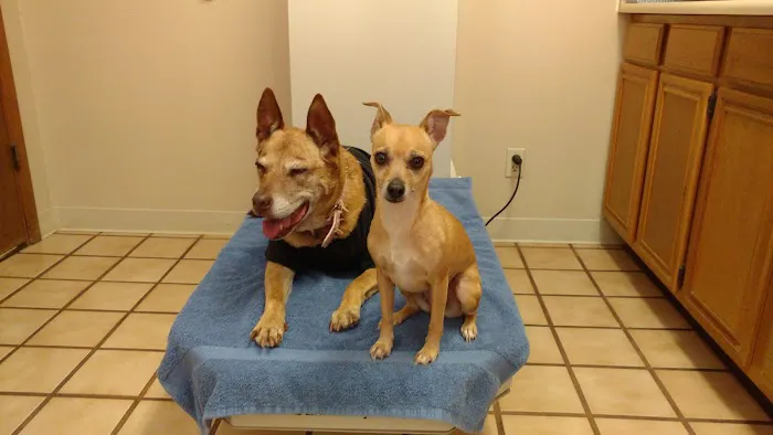 Mesa Grande Animal Clinic Picture 3