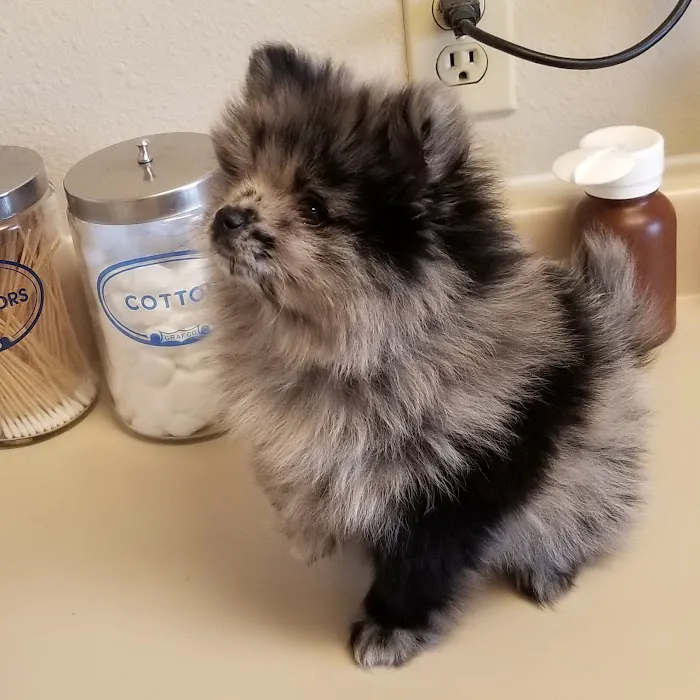 Mesa Grande Animal Clinic Picture 9