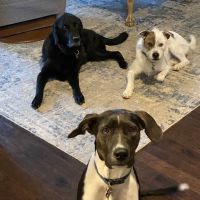 Timberline Veterinary Hospital ico