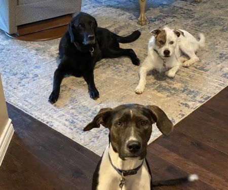 Timberline Veterinary Hospital