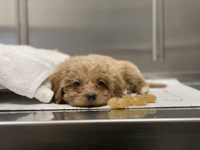 Boulevard Animal Hospital Picture 4