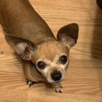 Hurst Animal Clinic ico