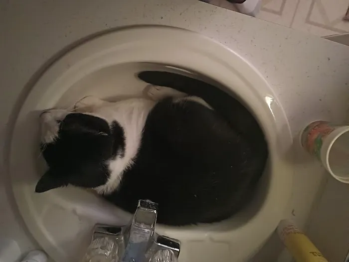 Thrive Pet Healthcare - Hurst Picture 9