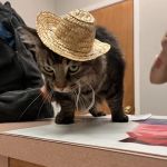 Mayfair Village Animal Hospital