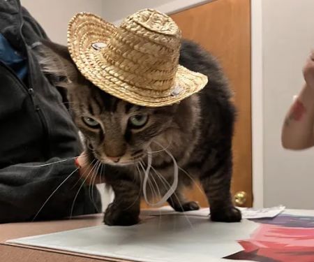 Mayfair Village Animal Hospital