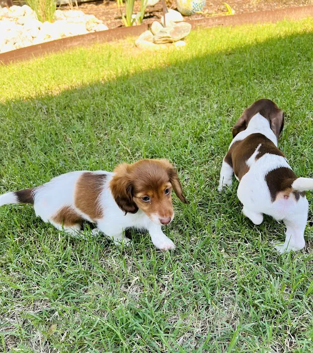 Mayfair Village Animal Hospital Picture 2