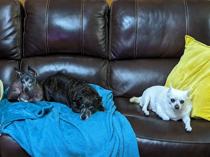 Northwest Animal Hospital Picture 4