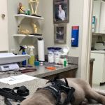 Moses Animal Clinic