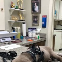 Moses Animal Clinic ico