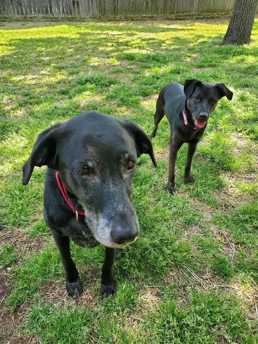Texas Coalition for Animal Protection | TCAP Hurst Picture 7