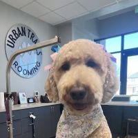 Urban Trails Animal Hospital ico