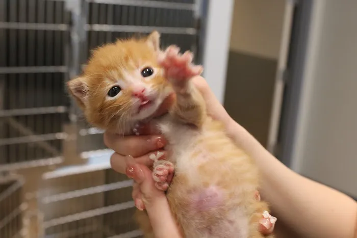 Urban Trails Animal Hospital Picture 7