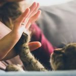 HIGH DESERT ANIMAL HOSPITAL