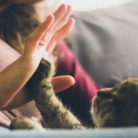 HIGH DESERT ANIMAL HOSPITAL ico