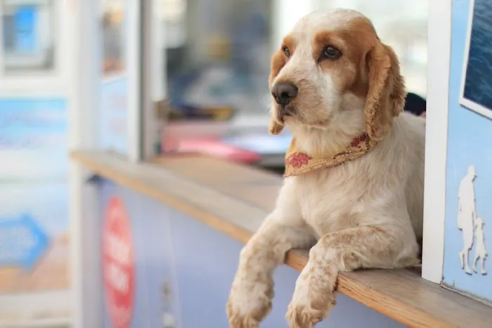 HIGH DESERT ANIMAL HOSPITAL Picture 3