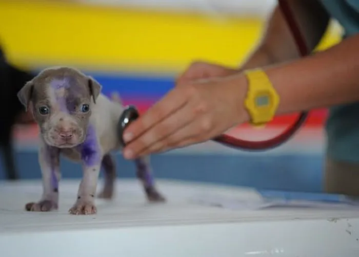 HIGH DESERT ANIMAL HOSPITAL Picture 2