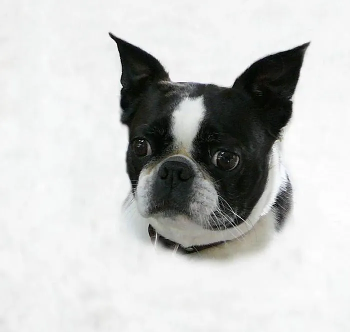 HIGH DESERT ANIMAL HOSPITAL Picture 4
