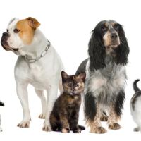 Juan Tabo Animal Clinic ico