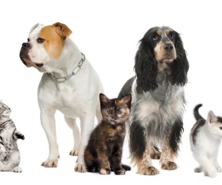 Juan Tabo Animal Clinic
