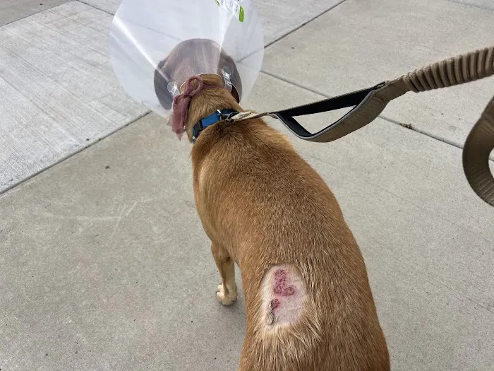 VCA Veterinary Care Animal Hospital and Referral Center Picture 6