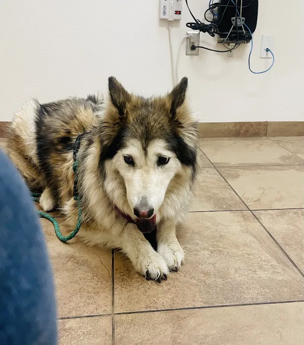 VCA Veterinary Care Animal Hospital and Referral Center Picture 10