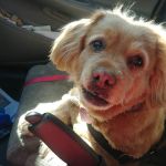 Northview Animal Hospital
