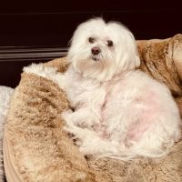 Holt Veterinary Clinic ico