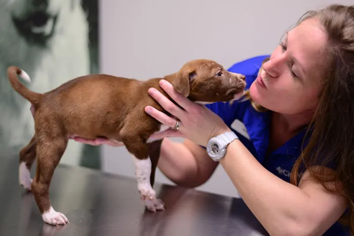 CityVet | Lovers Lane Picture 6