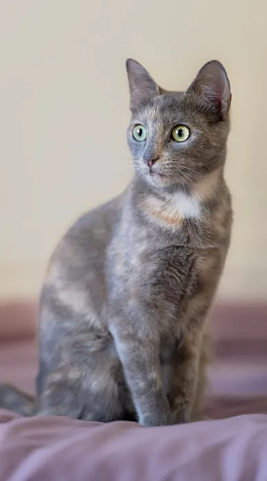CityVet | Lovers Lane Picture 10