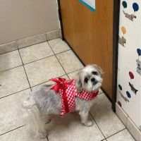 Love Freeway Animal Clinic ico