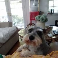 Banfield Pet Hospital ico