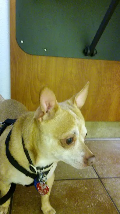 Banfield Pet Hospital Picture 4