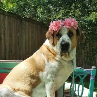 East Dallas Veterinary Clinic ico