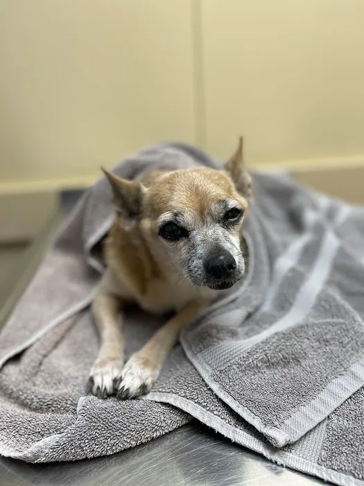 East Dallas Veterinary Clinic Picture 3