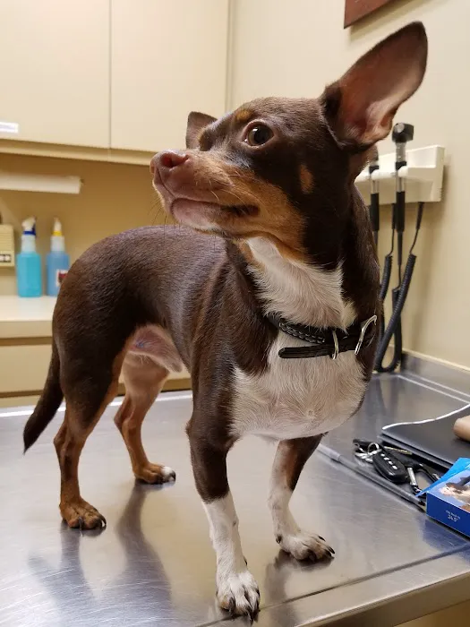 East Dallas Veterinary Clinic Picture 8