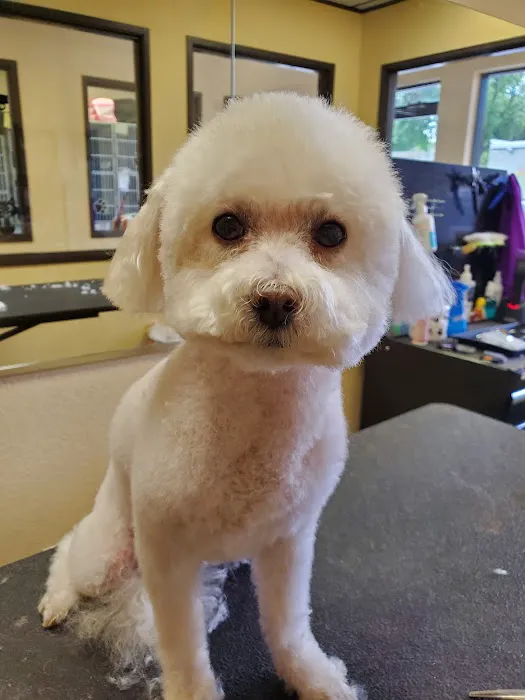 East Dallas Veterinary Clinic Picture 7
