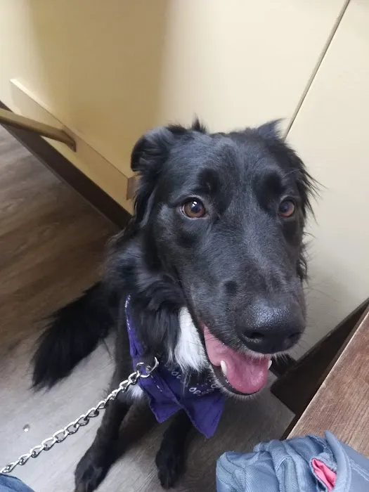 East Dallas Veterinary Clinic Picture 10