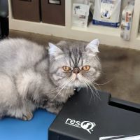 A&B Animal Clinic ico