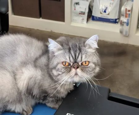 A&B Animal Clinic