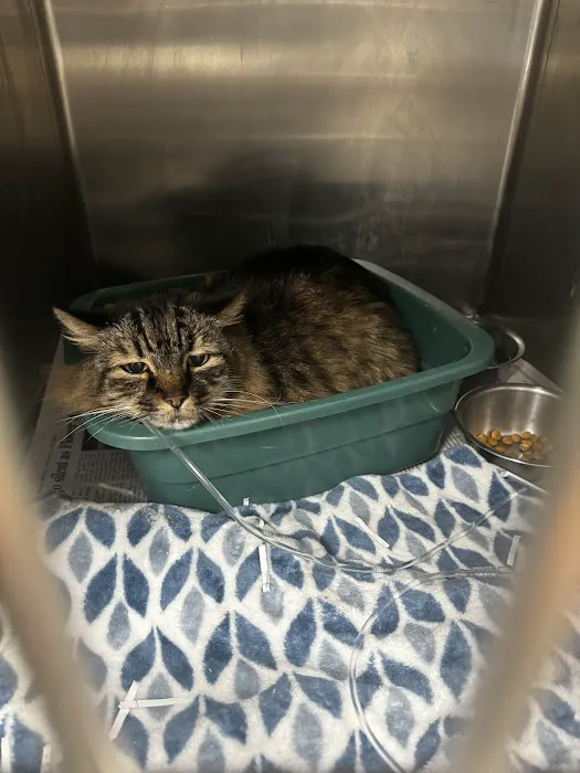 A&B Animal Clinic Picture 6