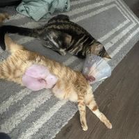 Banfield Pet Hospital ico