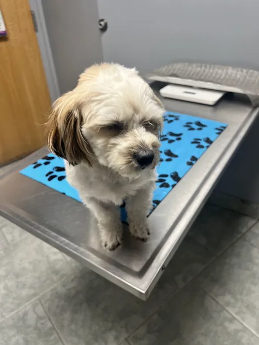 VCA Beech Road Animal Hospital Picture 1