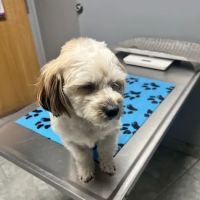 VCA Beech Road Animal Hospital ico